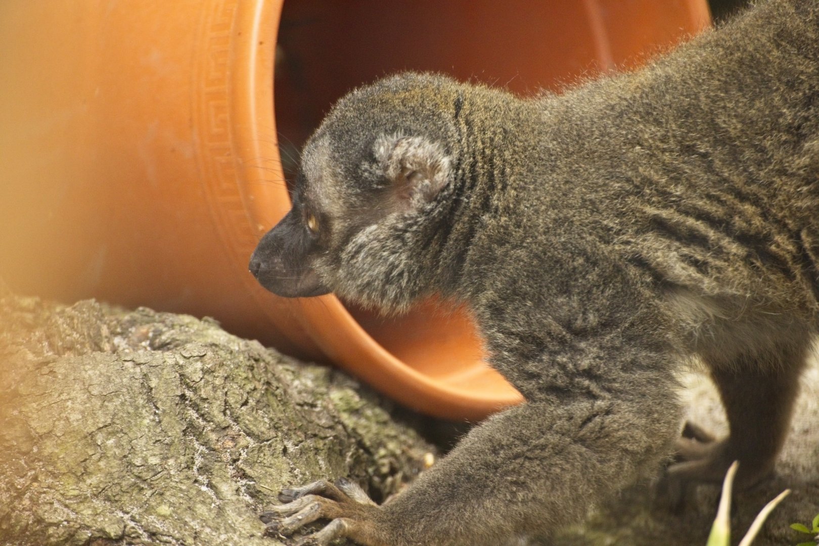 Brown Lemur