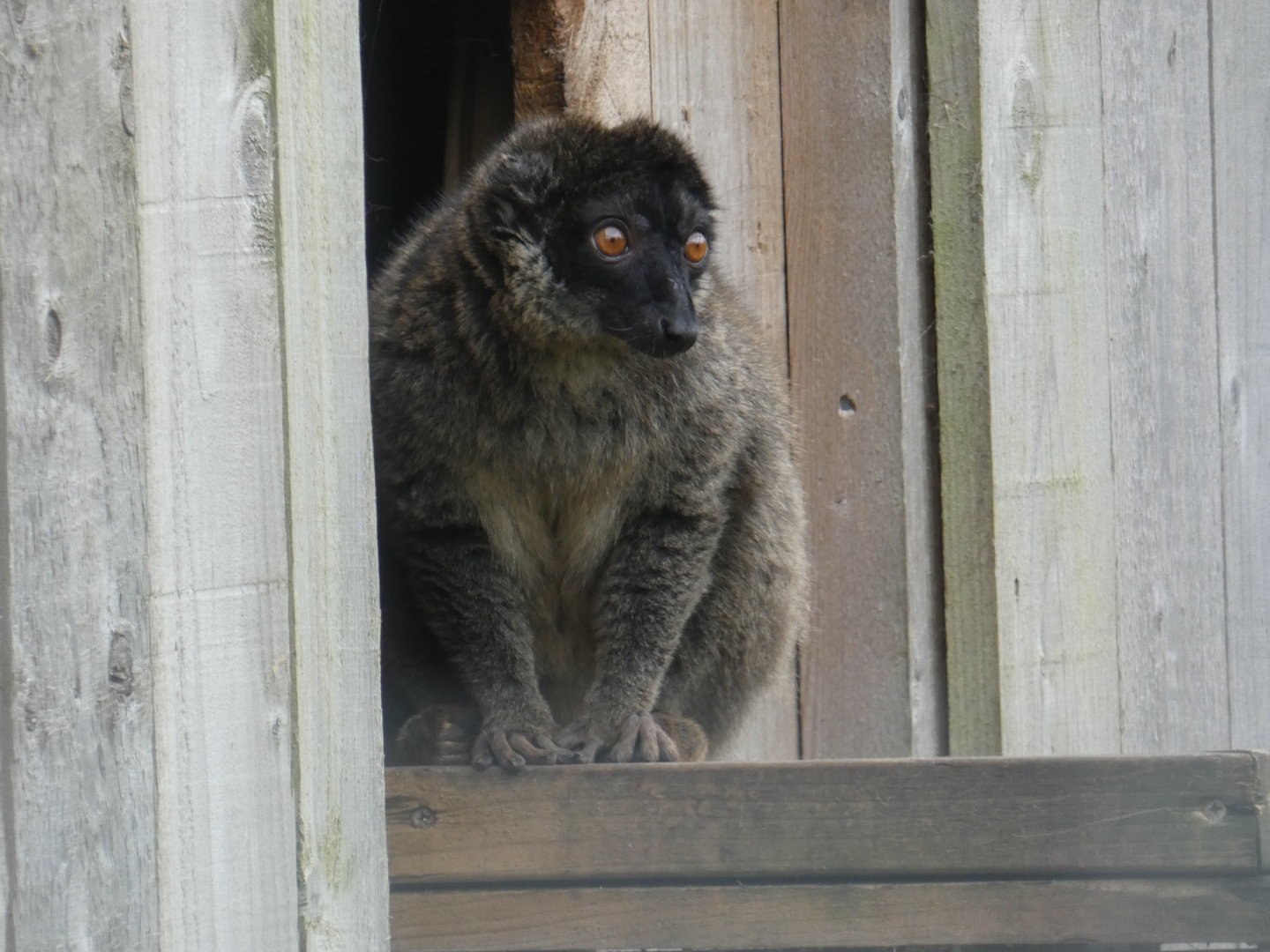 Brown lemur
