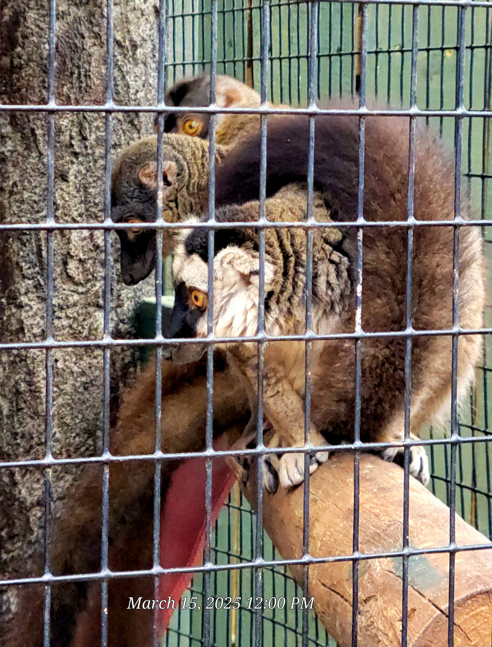 Brown Lemurs - Bee City Zoo - March 2025