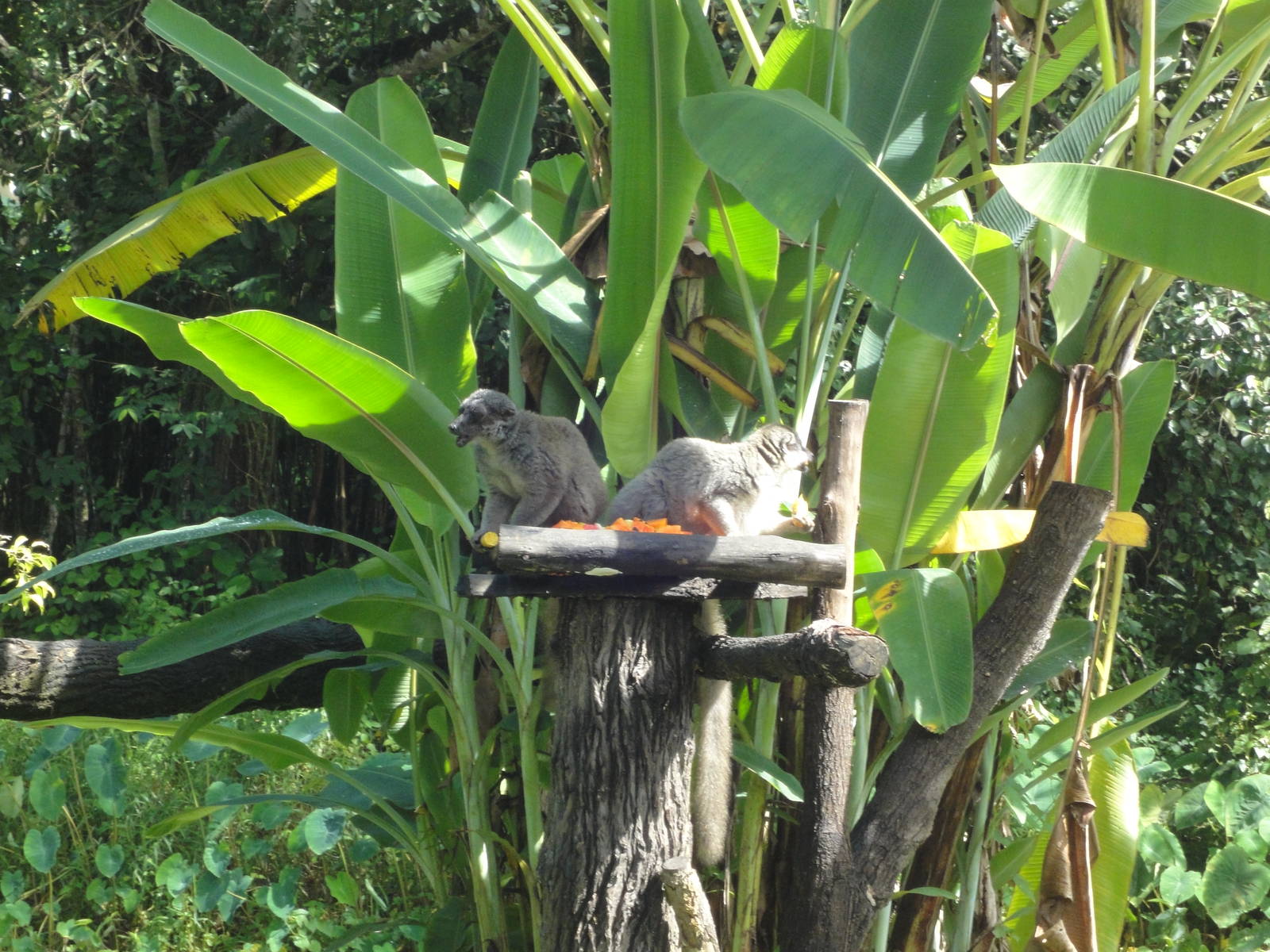 Brown Lemurs