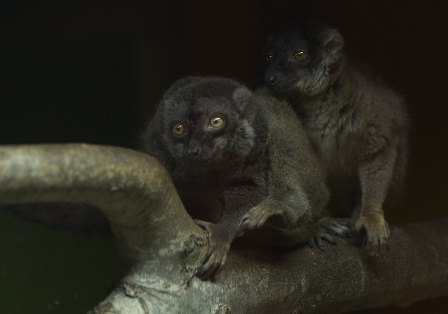 Brown Lemurs