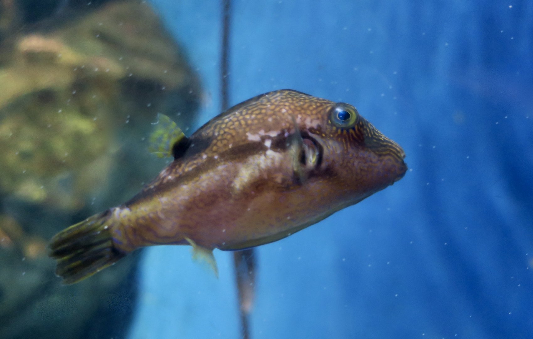Brown-Lined Puffer (Canthigaster rivulata)