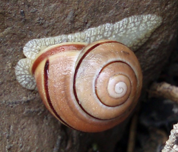Brown-lipped Snail (Cepaea nemoralis)