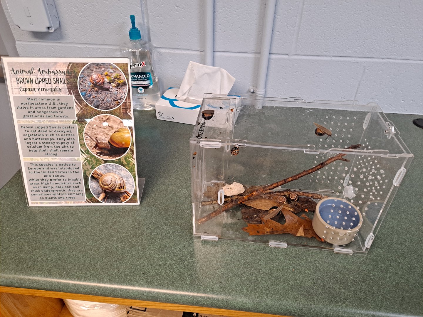 Brown-Lipped Snail exhibit (Pine River Nature Center, Goodells, MI, 4/16/25)