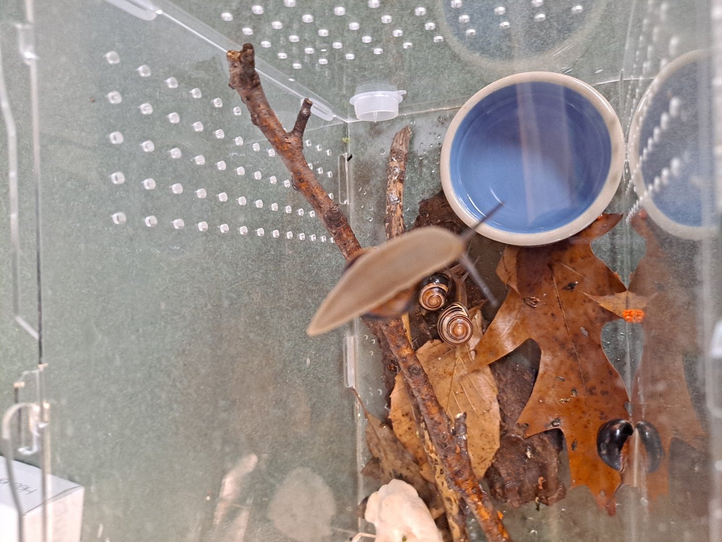 Brown-Lipped Snails (Pine River Nature Center, Goodells, MI, 4/16/25)