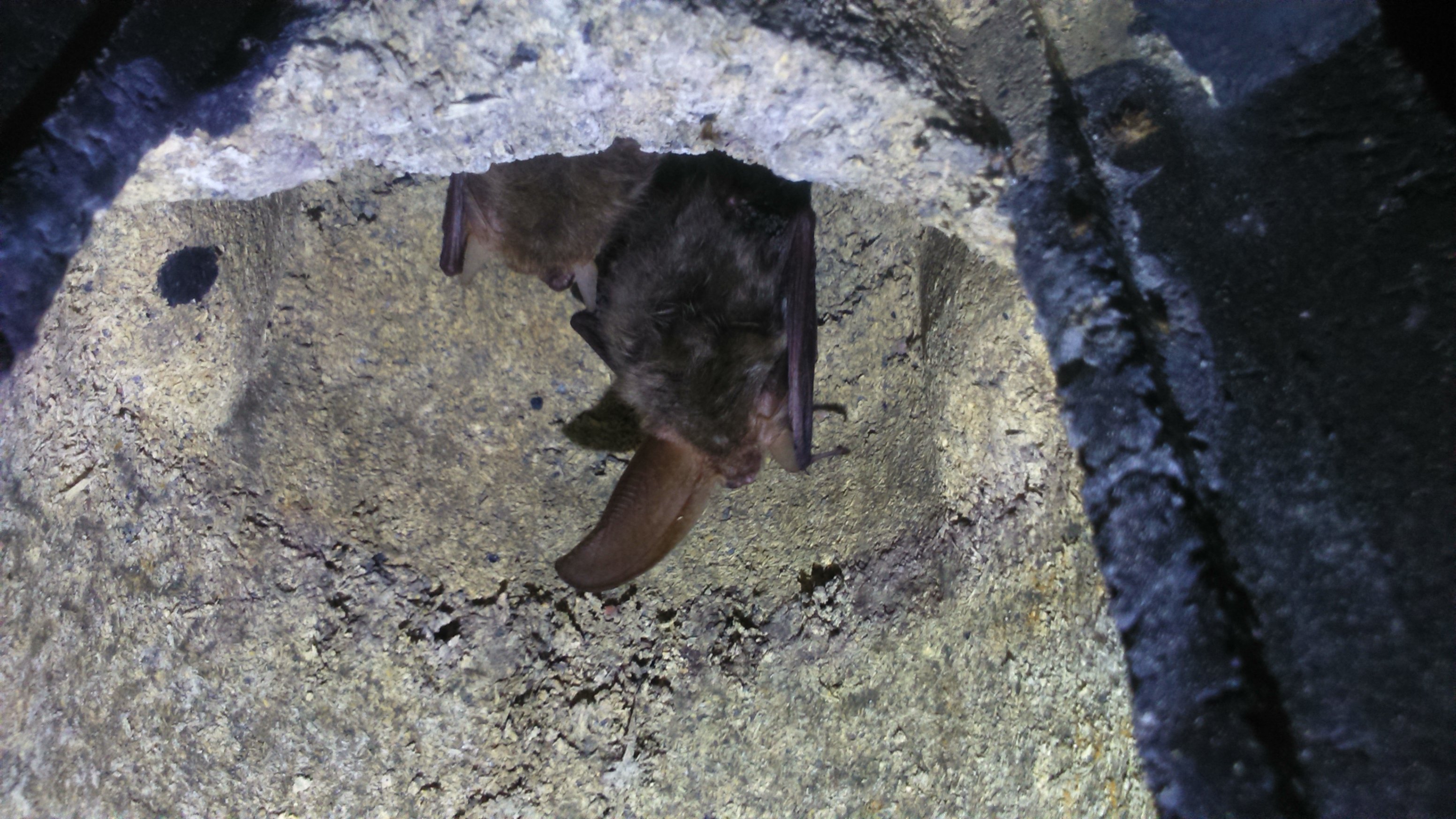 Brown Long-eared Bat, Derbyshire