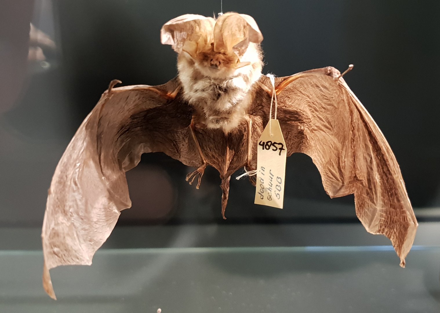 Brown long-eared bat - Plecotus auritus