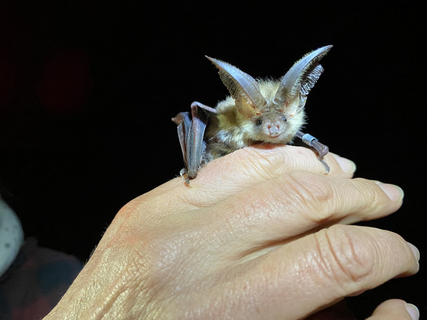 Brown Long-eared Bat (Plecotus auritus)