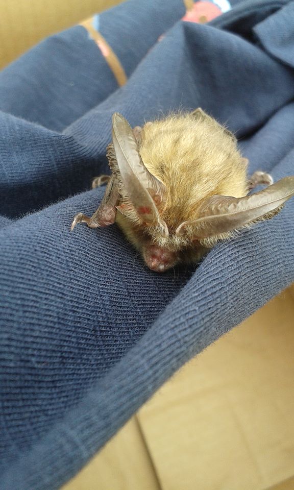 Brown Long Eared Bat