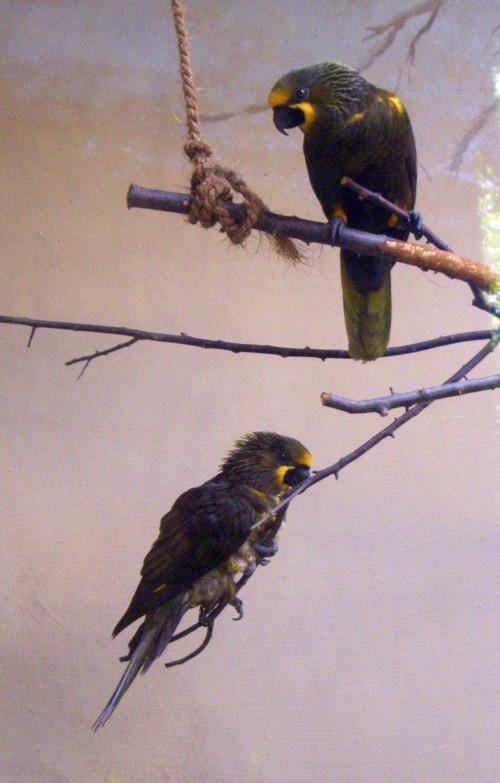 Brown Lories (Chalcopsitta duivenbodei)