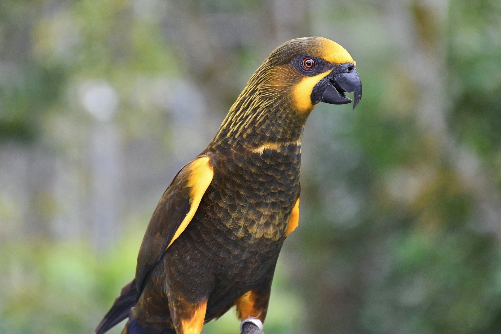 Brown Lory (Chalcopsitta duivenbodei)