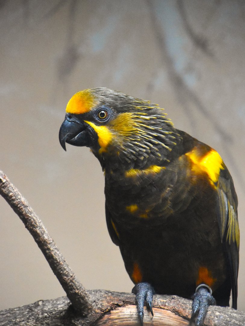 Brown lory, Chalcopsitta duivenbodei