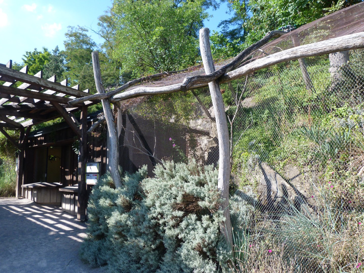 Brown lory exhibit -Zoo Praha (2025)