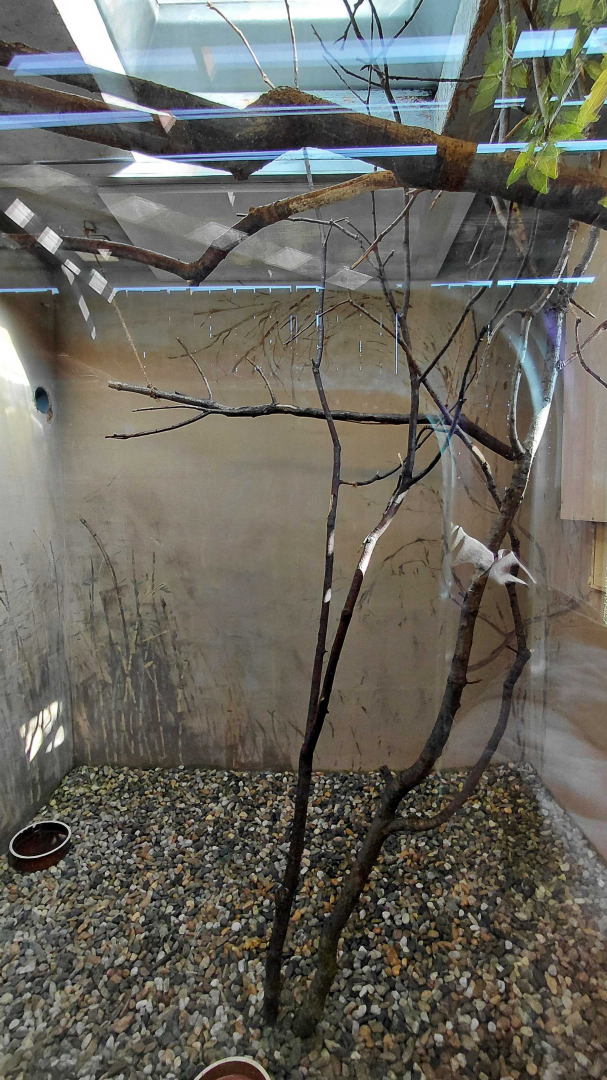 Brown lory indoor exhibit