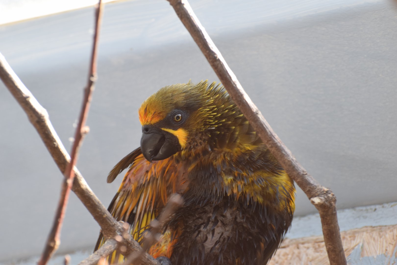 Brown lory