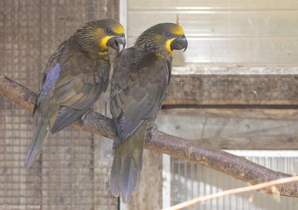 Brown Lorys (Chalcopsitta duivenbodei)