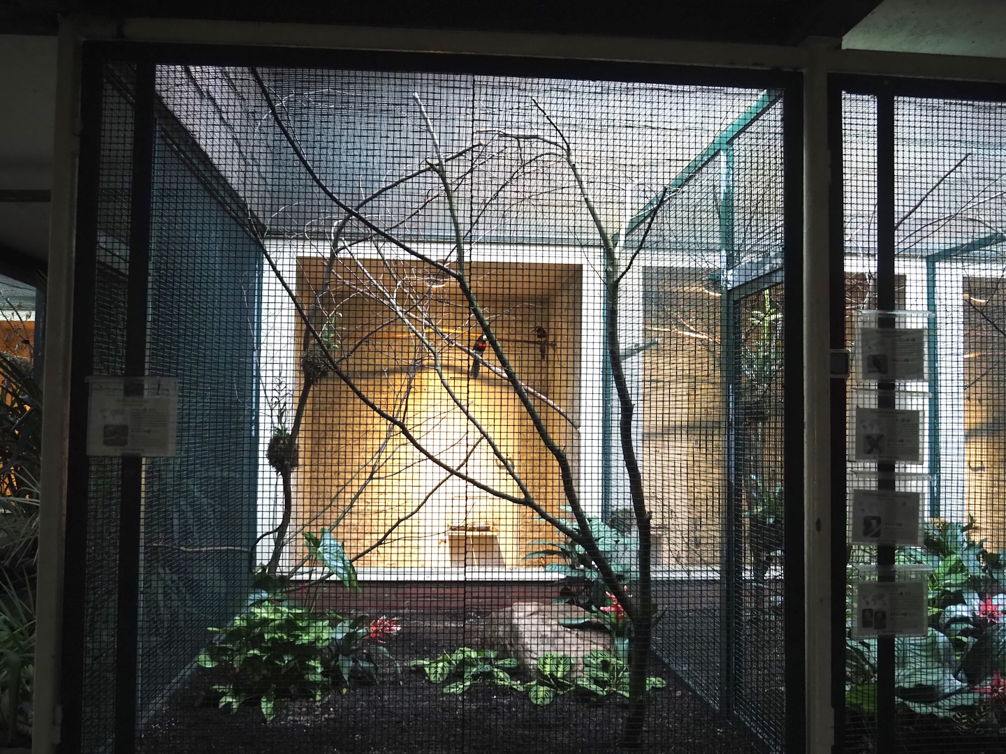 Brown-mandibled aracari aviary, 2024-05-22