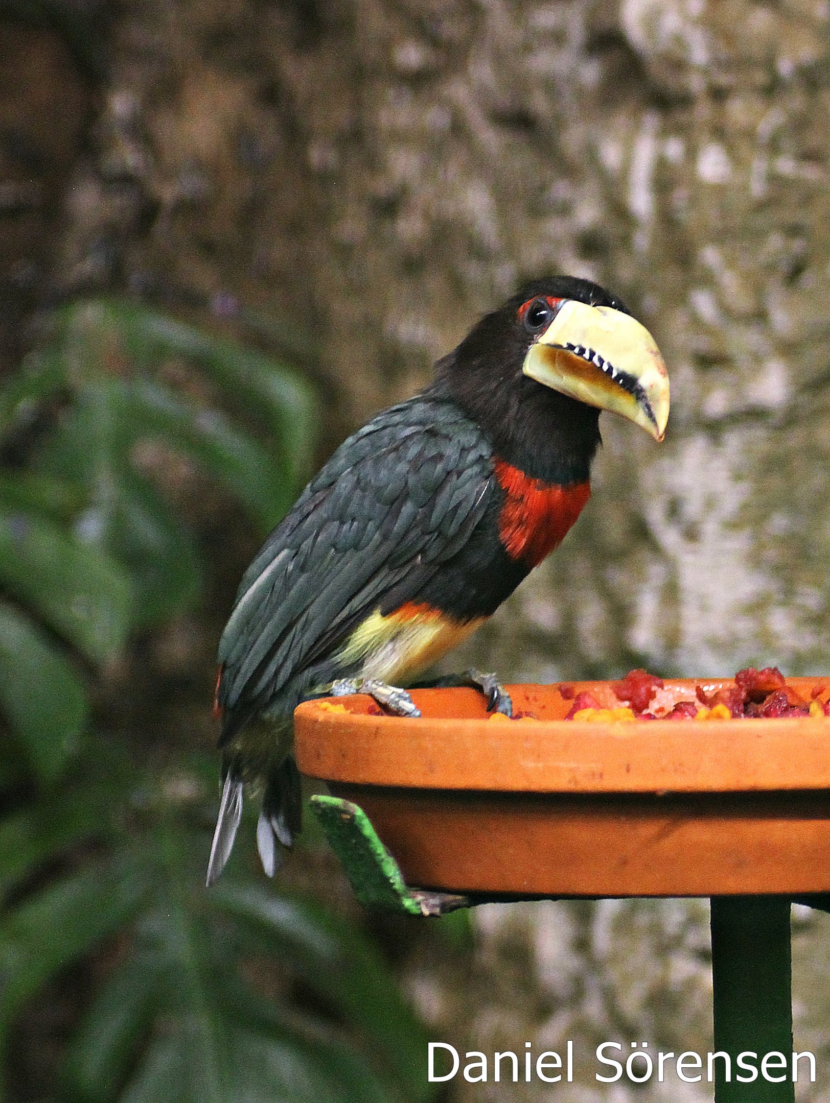 Brown-mandibled aracari / Maria's aracari (Pteroglossus azara mariae)