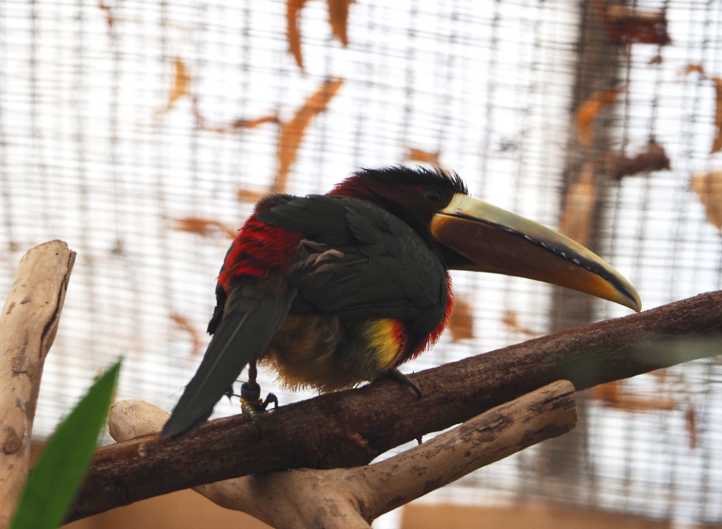 Brown-mandibled aracari (Pteroglossus azara mariae), 2019-10-05
