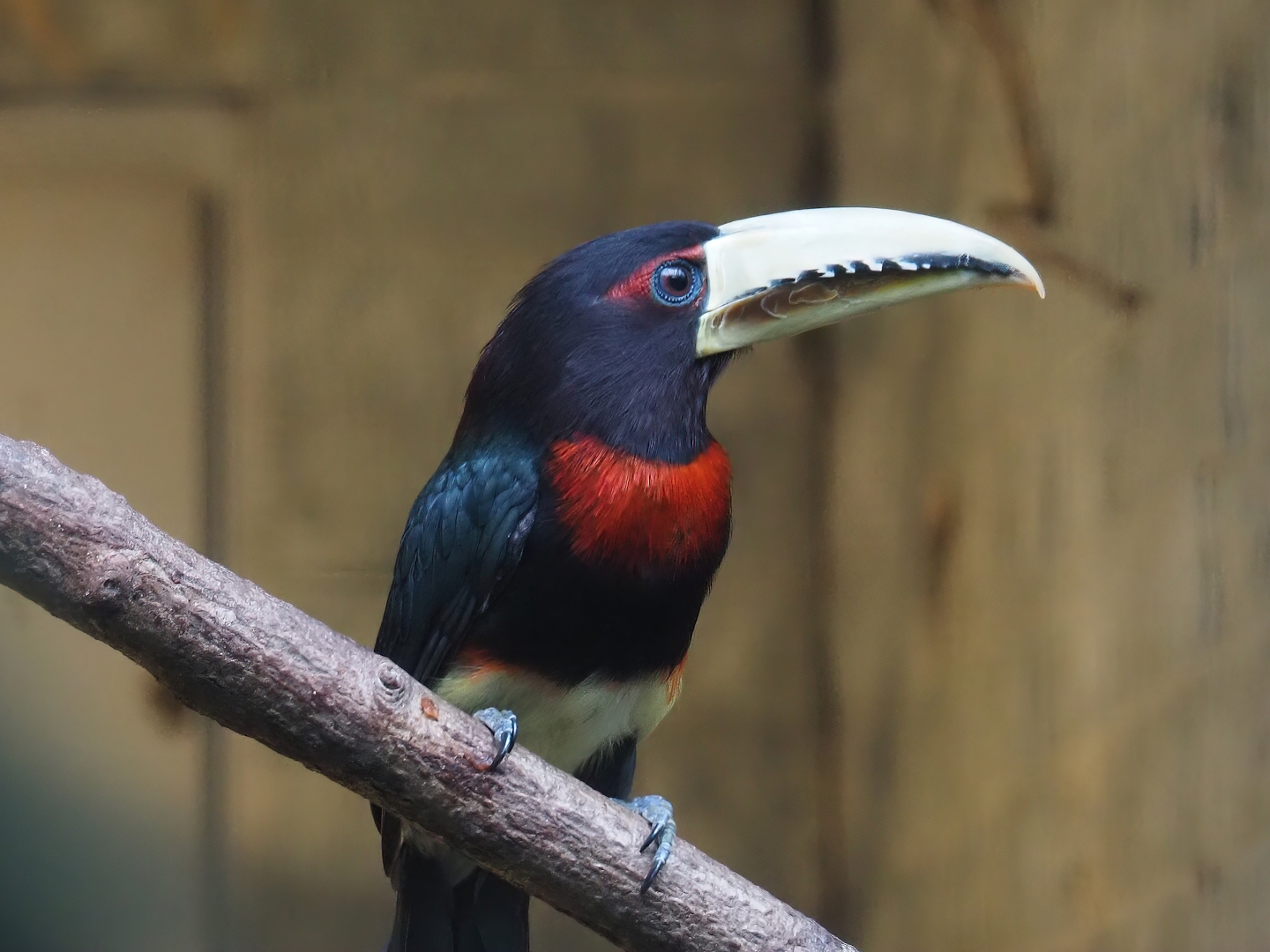 Brown-mandibled aracari (Pteroglossus azara mariae), 2024-05-22