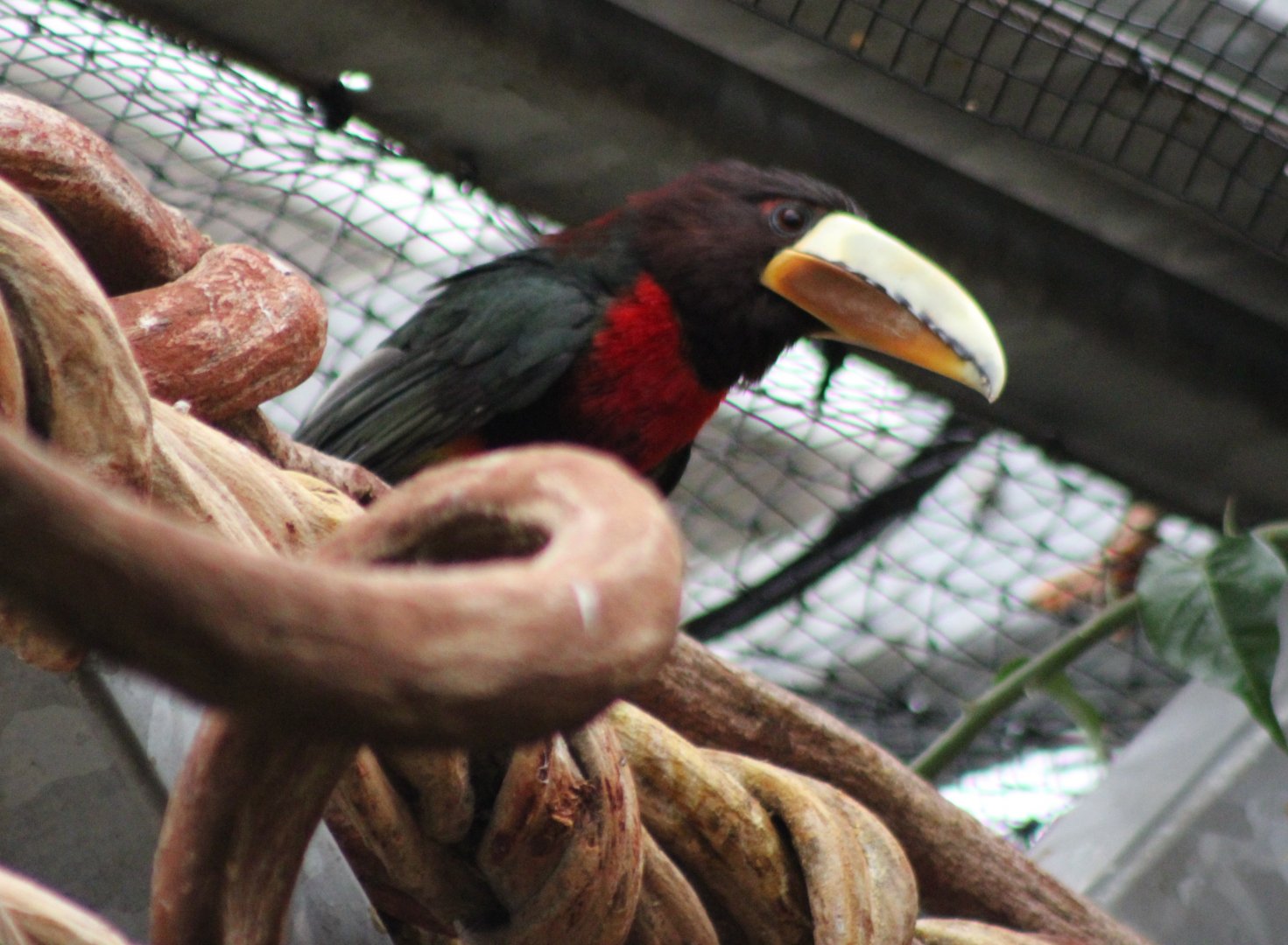 Brown-mandibled aracari - Pteroglossus azara mariae