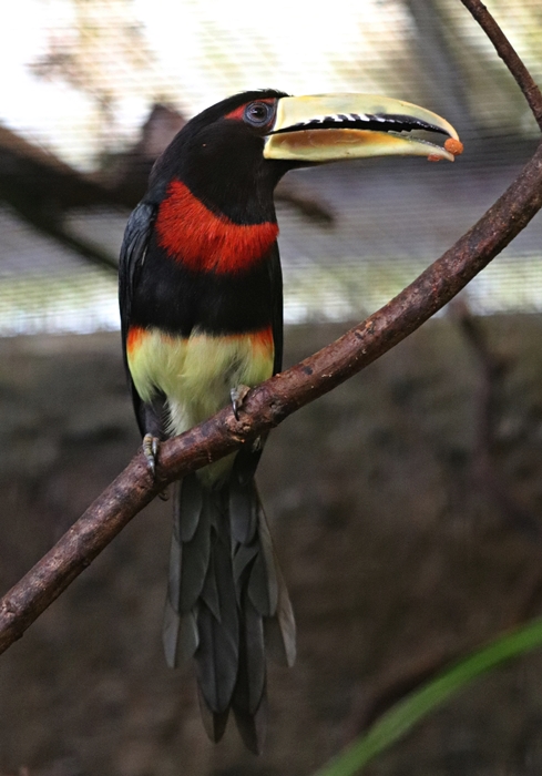 Brown-mandibled aracari (Pteroglossus mariae)