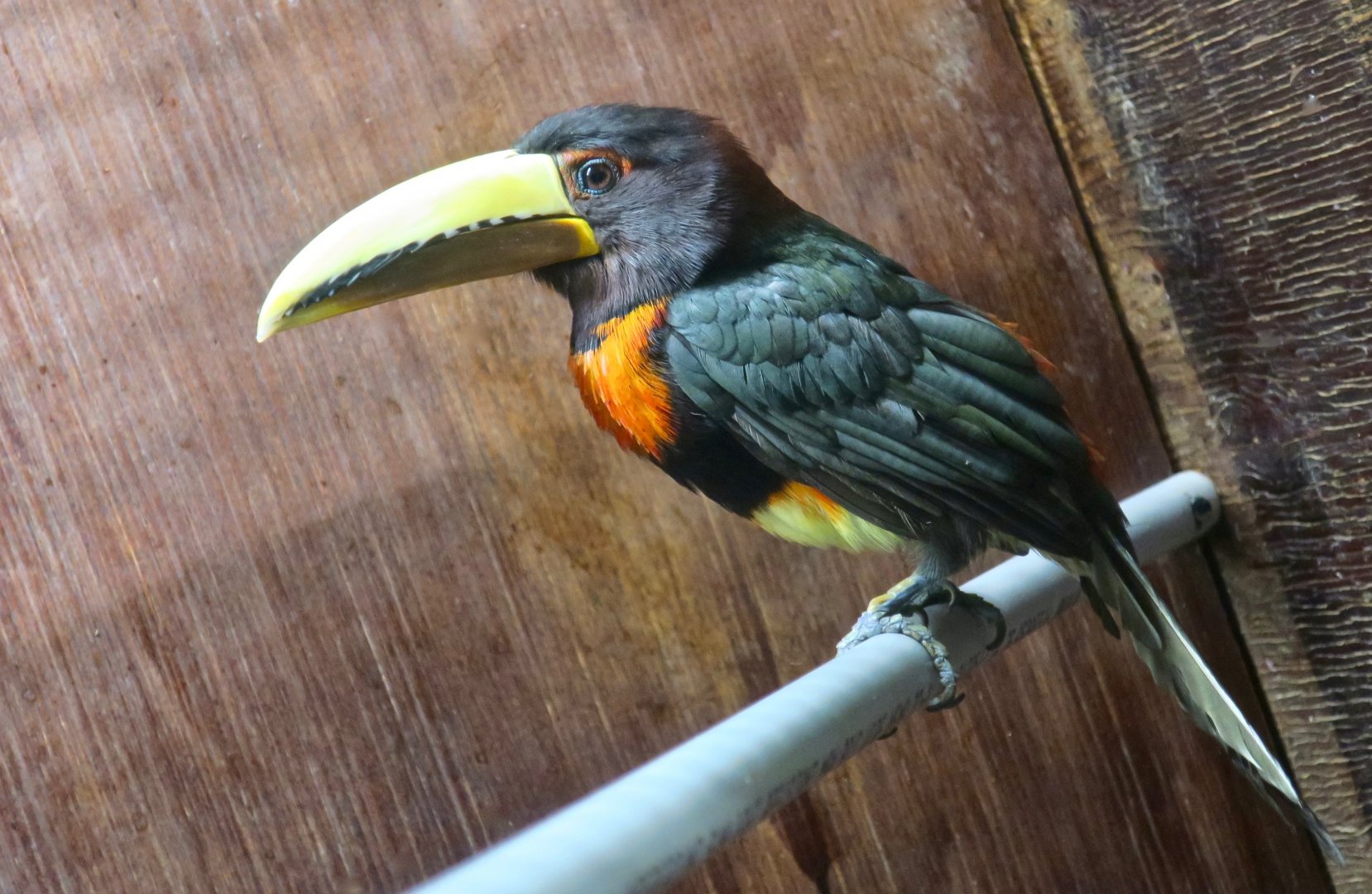 Brown-Mandibled Aracari (Pteroglossus mariae)