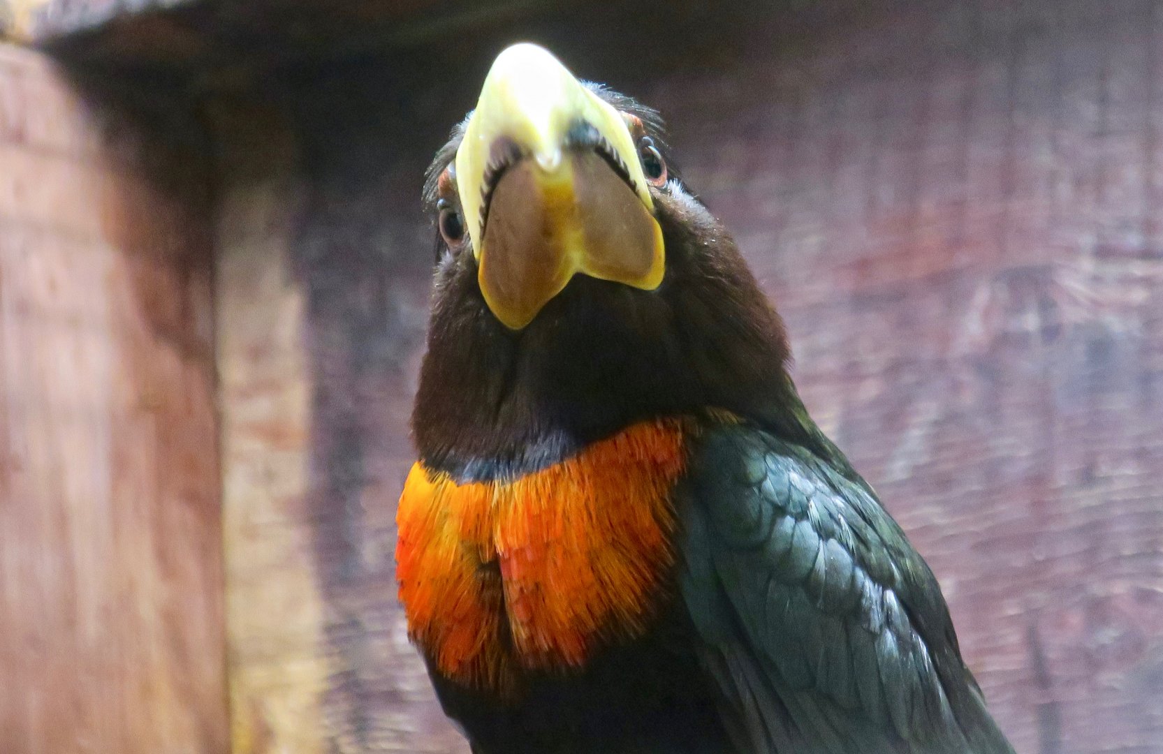 Brown-Mandibled Aracari (Pteroglossus mariae)