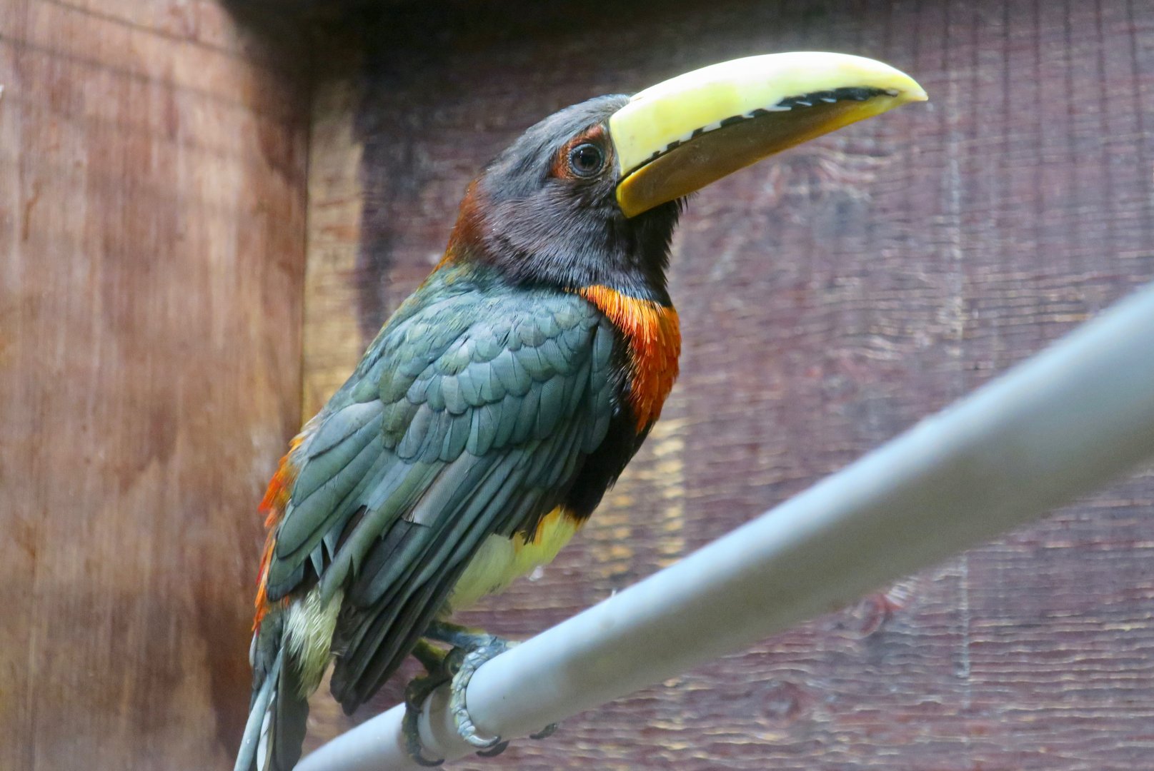 Brown-Mandibled Aracari (Pteroglossus mariae)