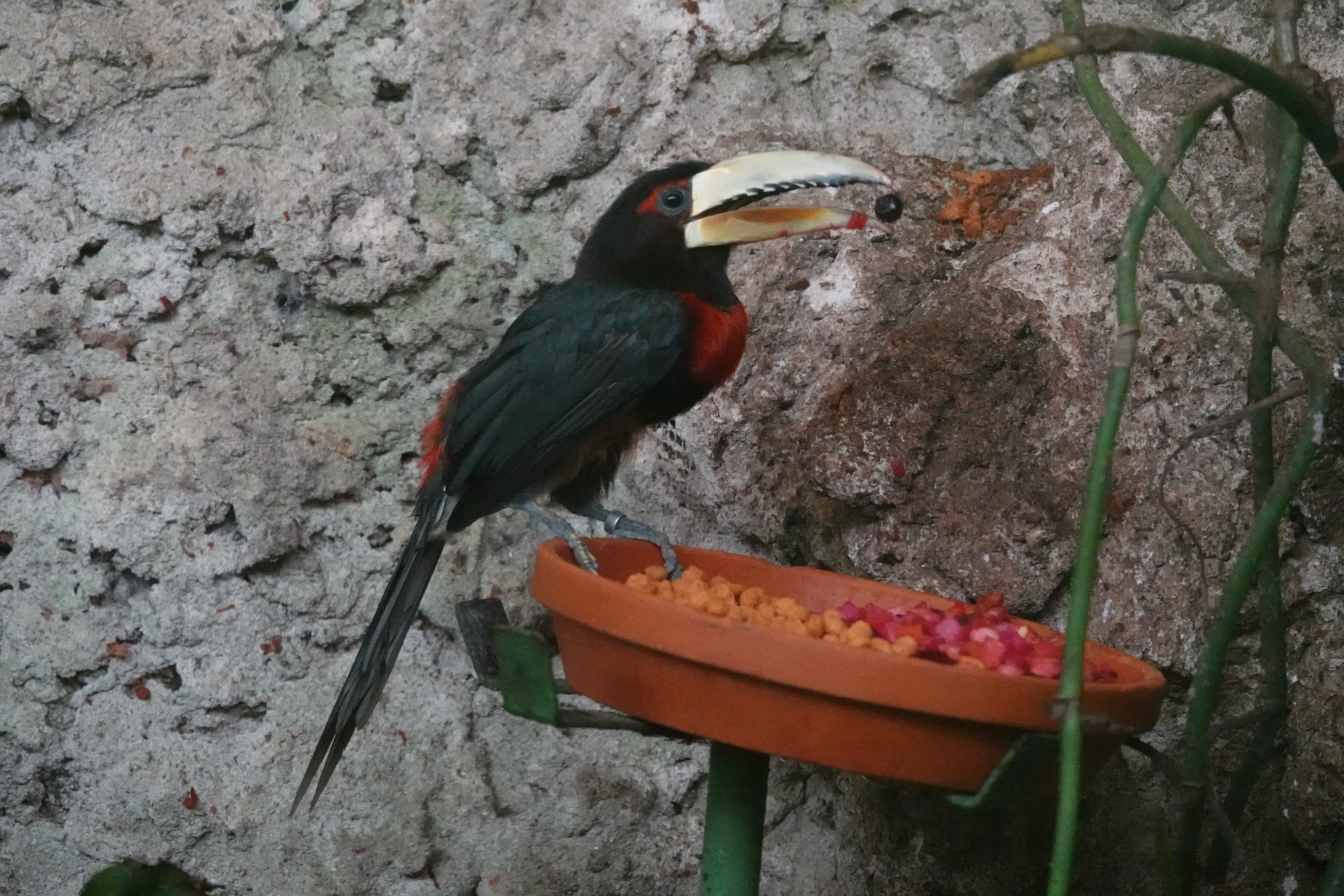 Brown-mandibled aracari
