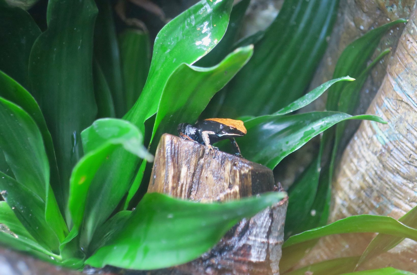 Brown Mantella (Mantella betsileo)