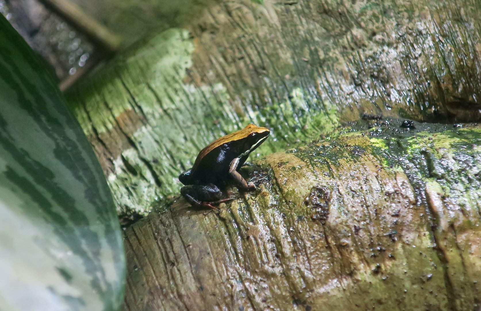 Brown Mantella (Mantella betsileo)