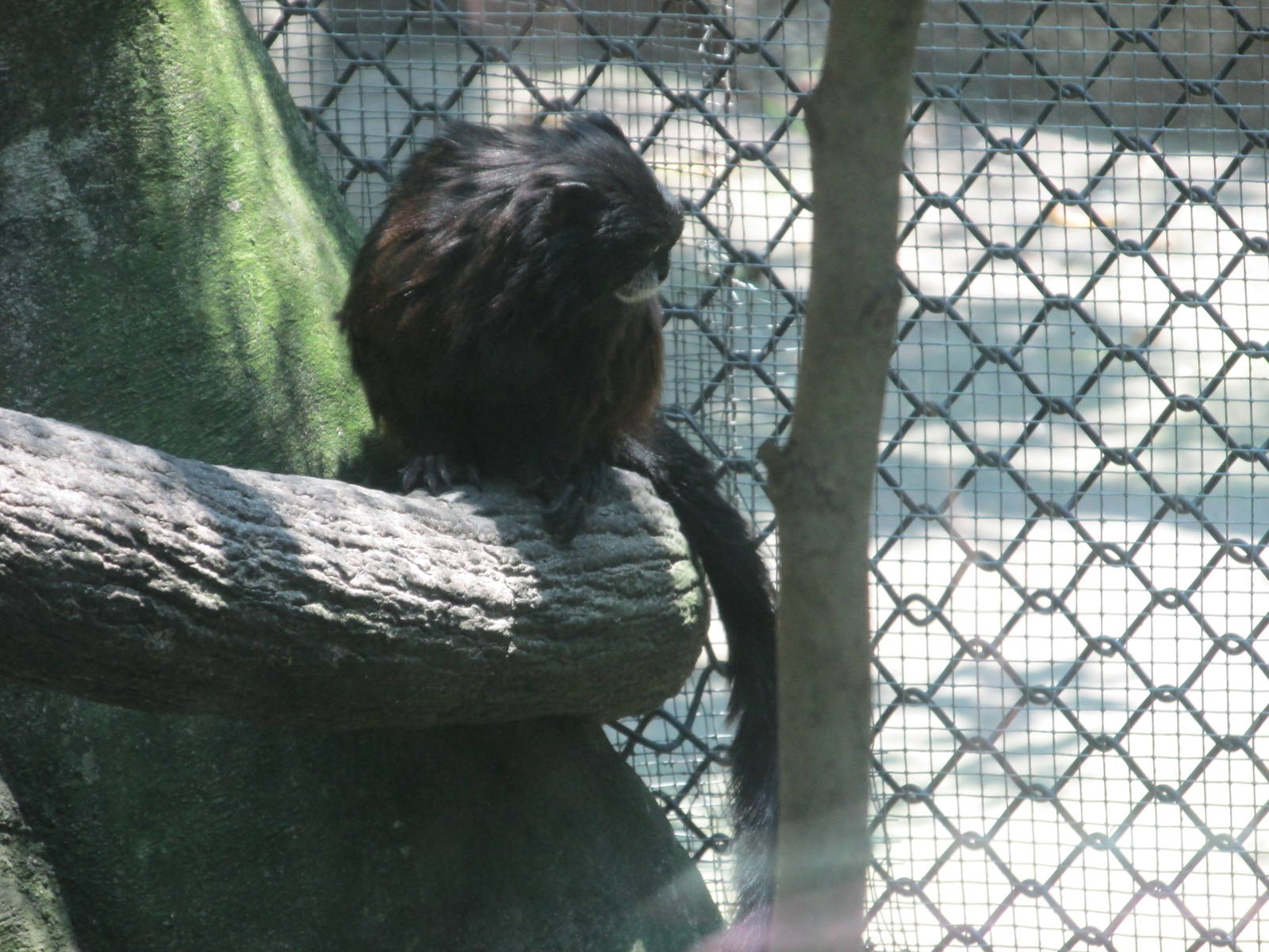 Brown Mantled Tamarin Chapultepec Zoo
