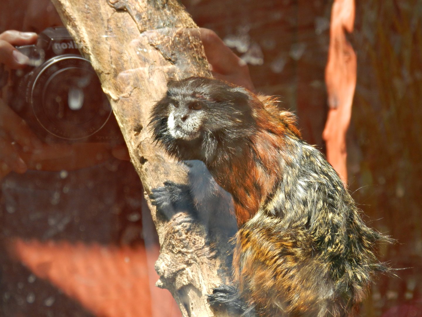 Brown-mantled tamarin - Parque Zoológico Huachipa