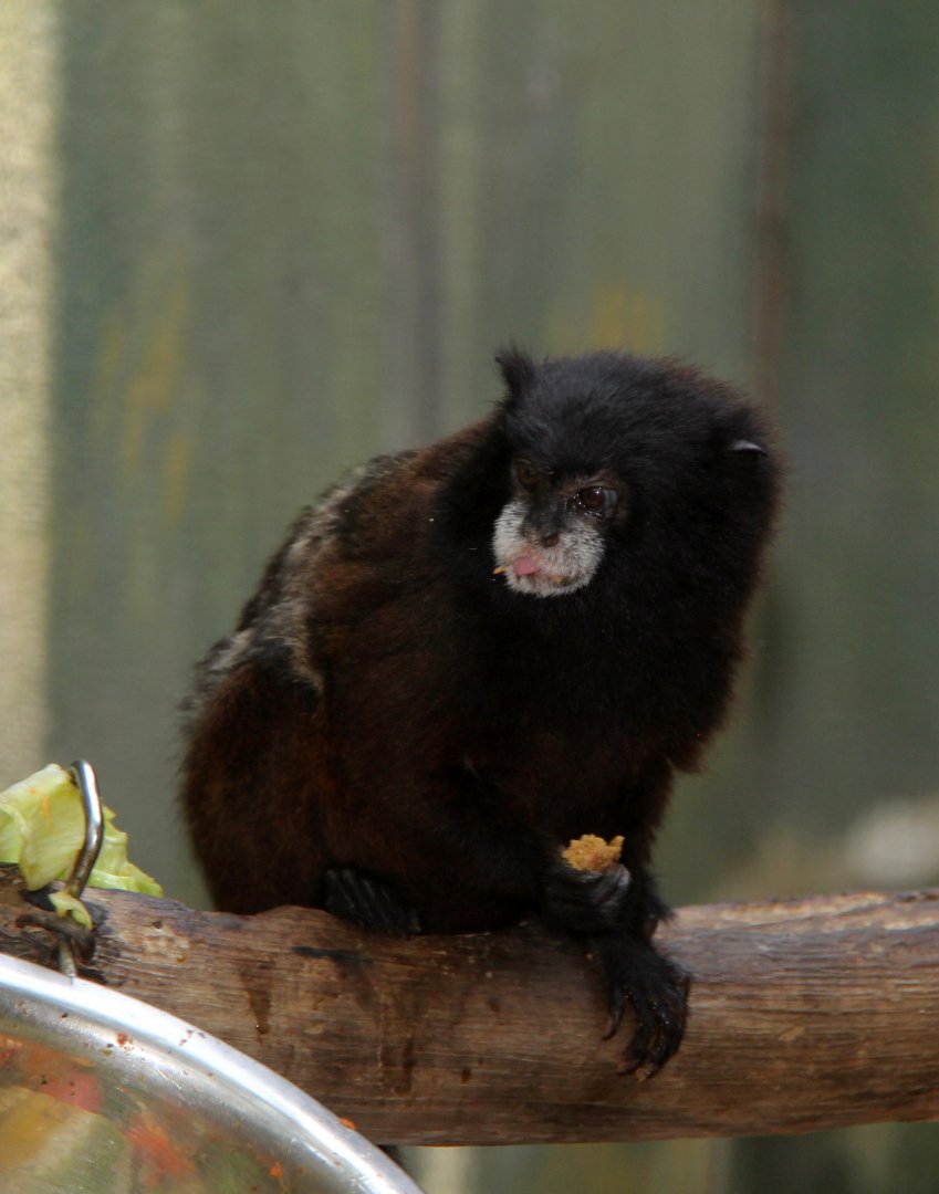 brown-mantled tamarin (Saguinus fuscicollis)