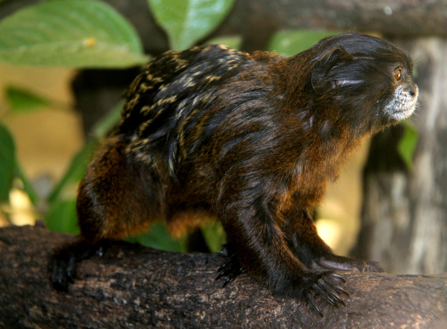 brown-mantled tamarin (Saguinus fuscicollis)