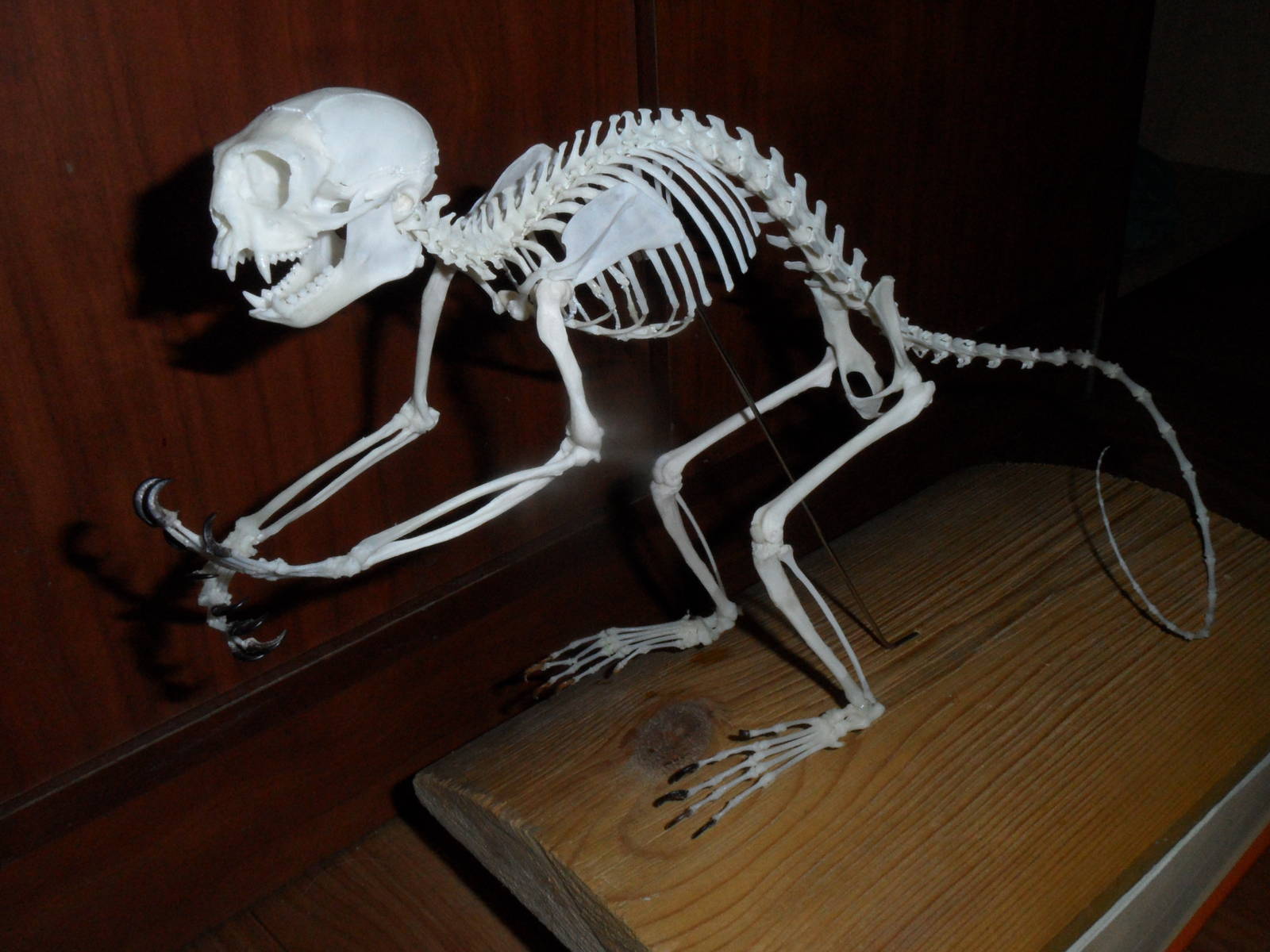 Brown-mantled tamarin skeleton