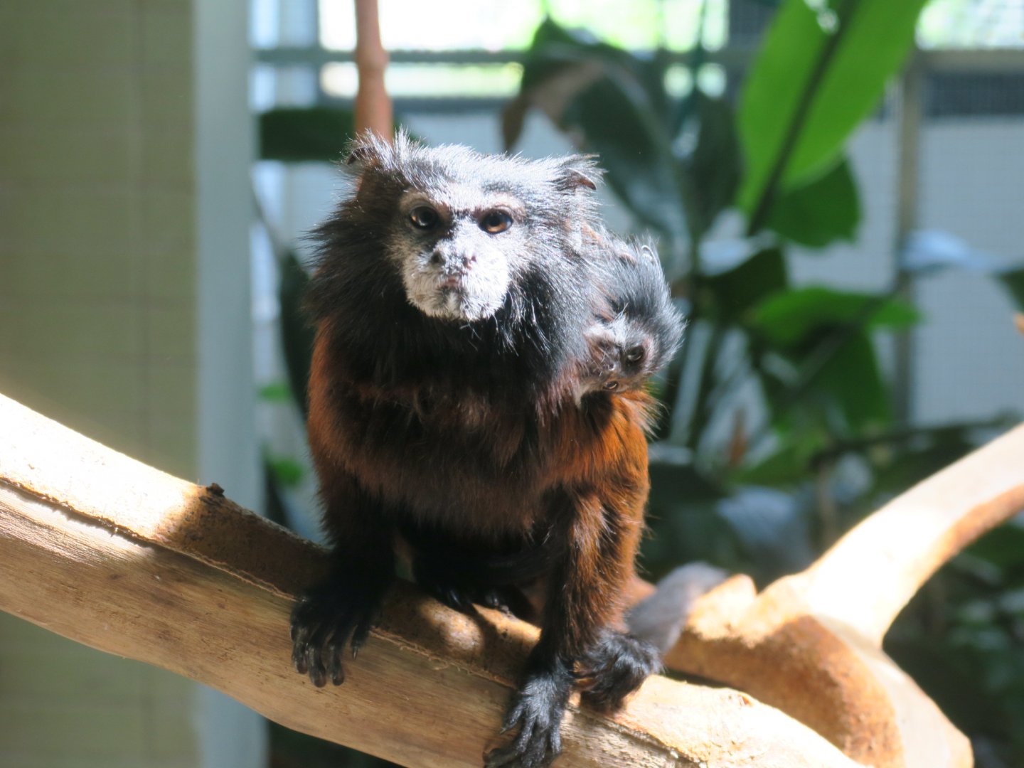 brown-mantled tamarin