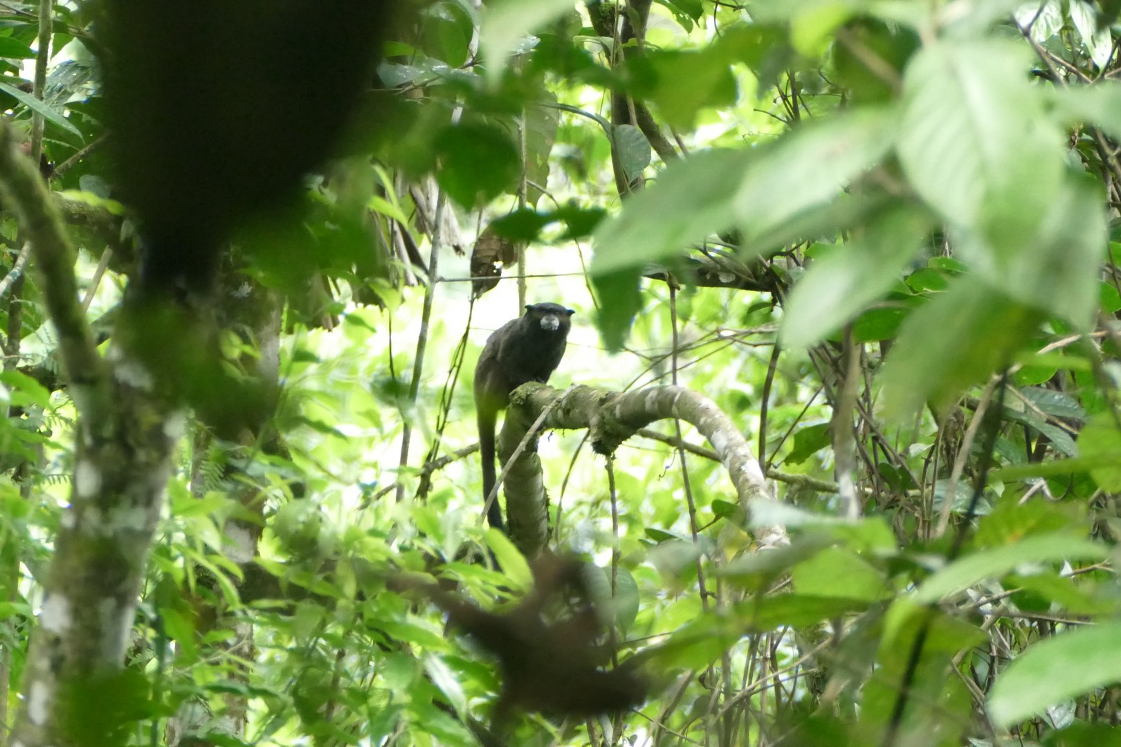 Brown-Mantled Tamarin
