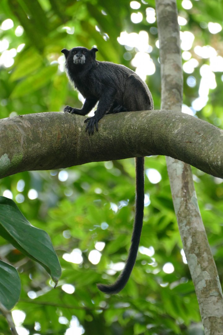Brown-mantled tamarin