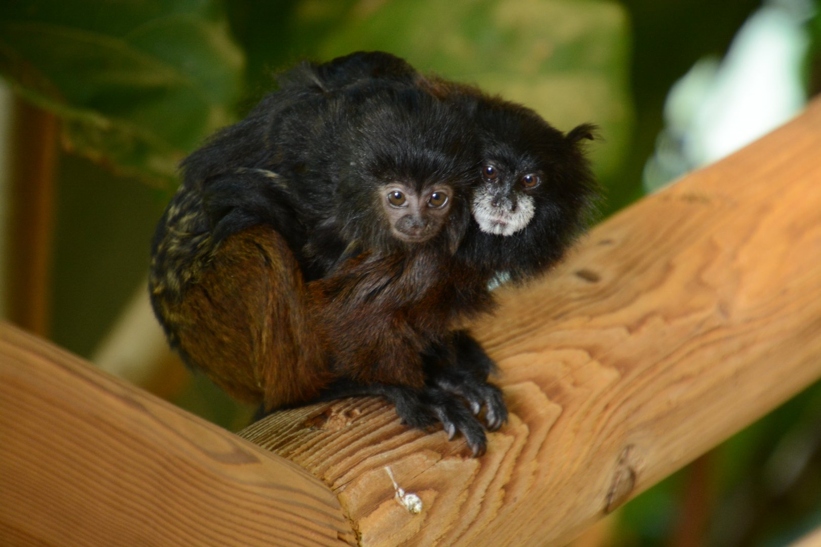 Brown-mantled Tamarin