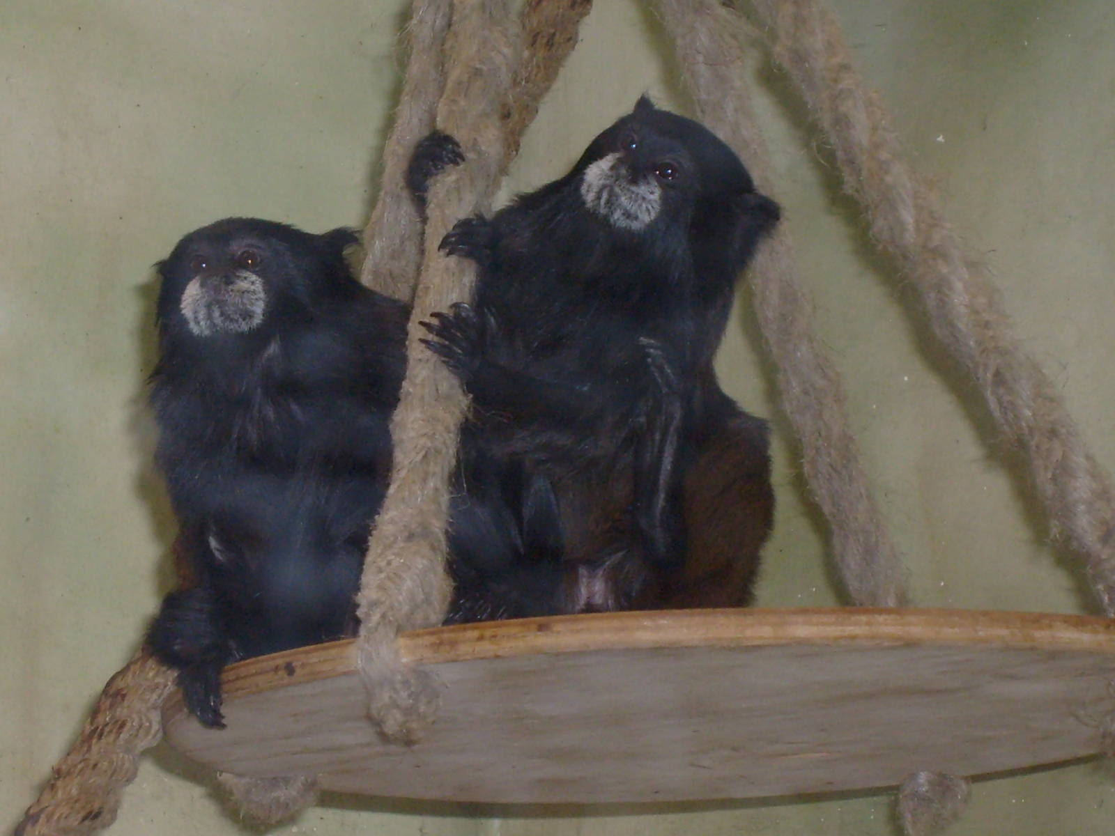 Brown-mantled tamarins