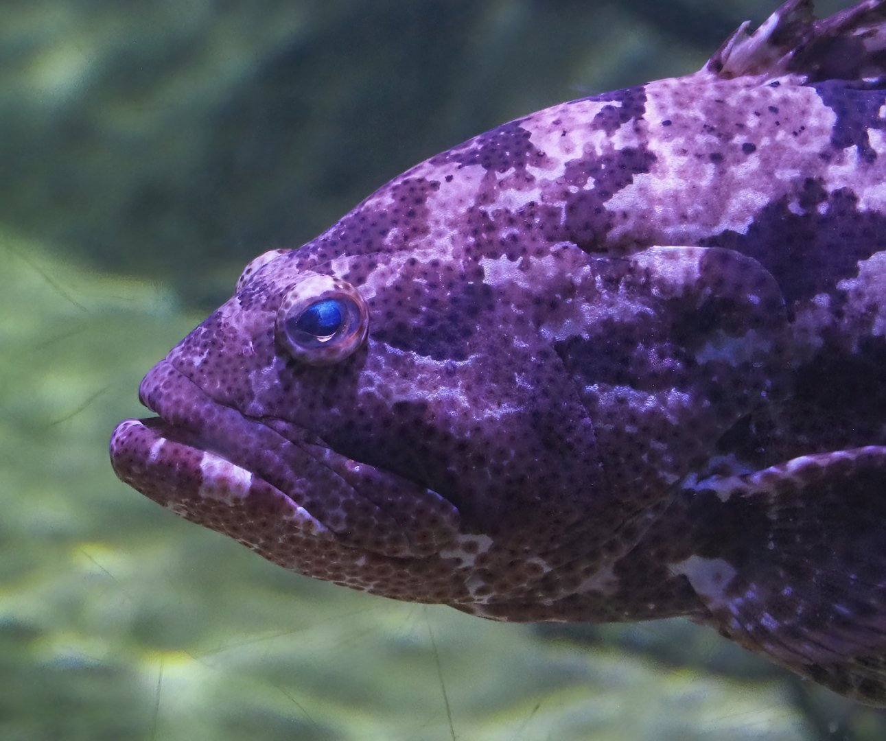 Brown-marbled grouper (Epinephelus fuscoguttatus), 2023-05-15