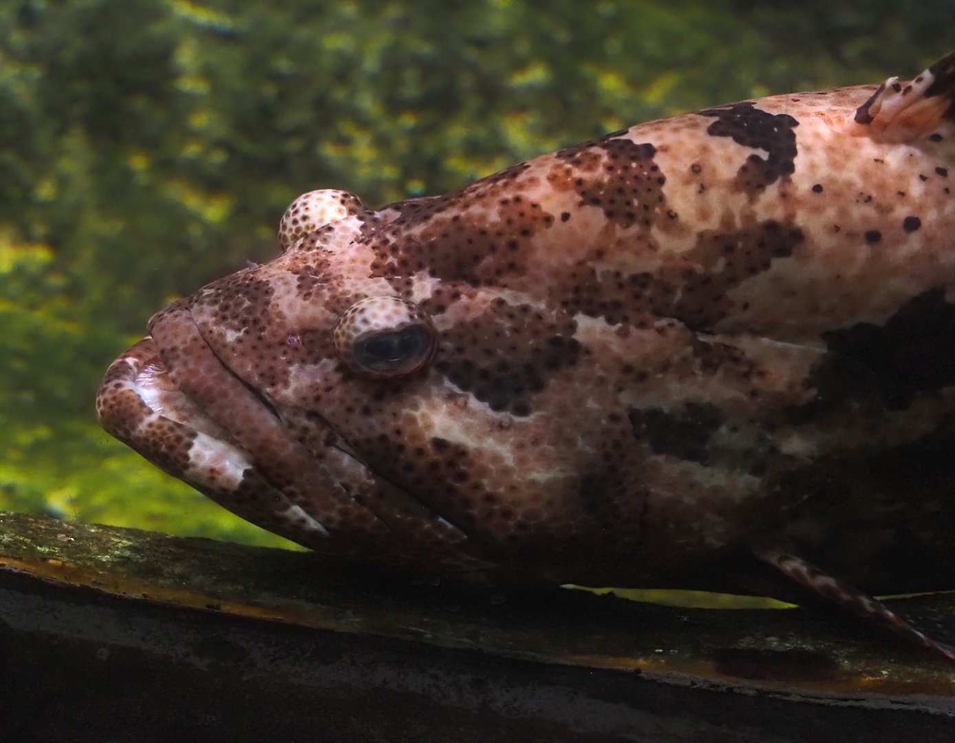 Brown-marbled grouper (Epinephelus fuscoguttatus), 2024-09-17