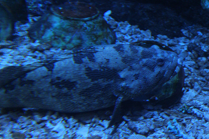 Brown-marbled grouper (Epinephelus fuscoguttatus) - BXSea