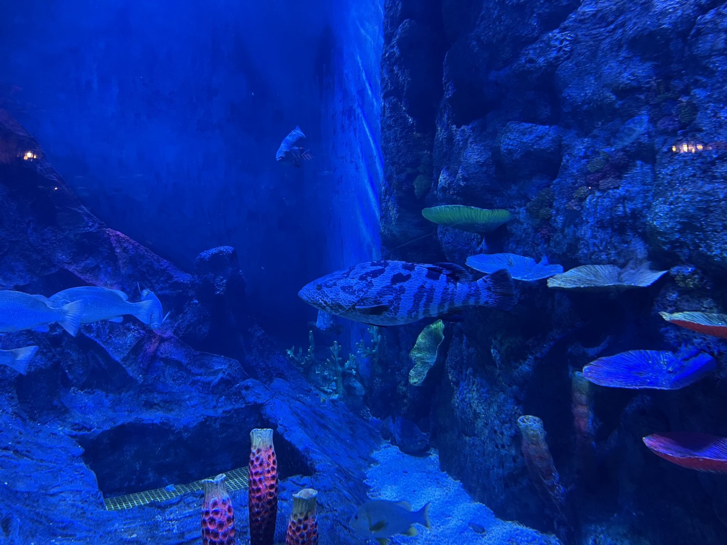 brown-marbled grouper (epinephelus fuscoguttatus) x giant grouper (epinephelus lanceolatus) - BX Sea