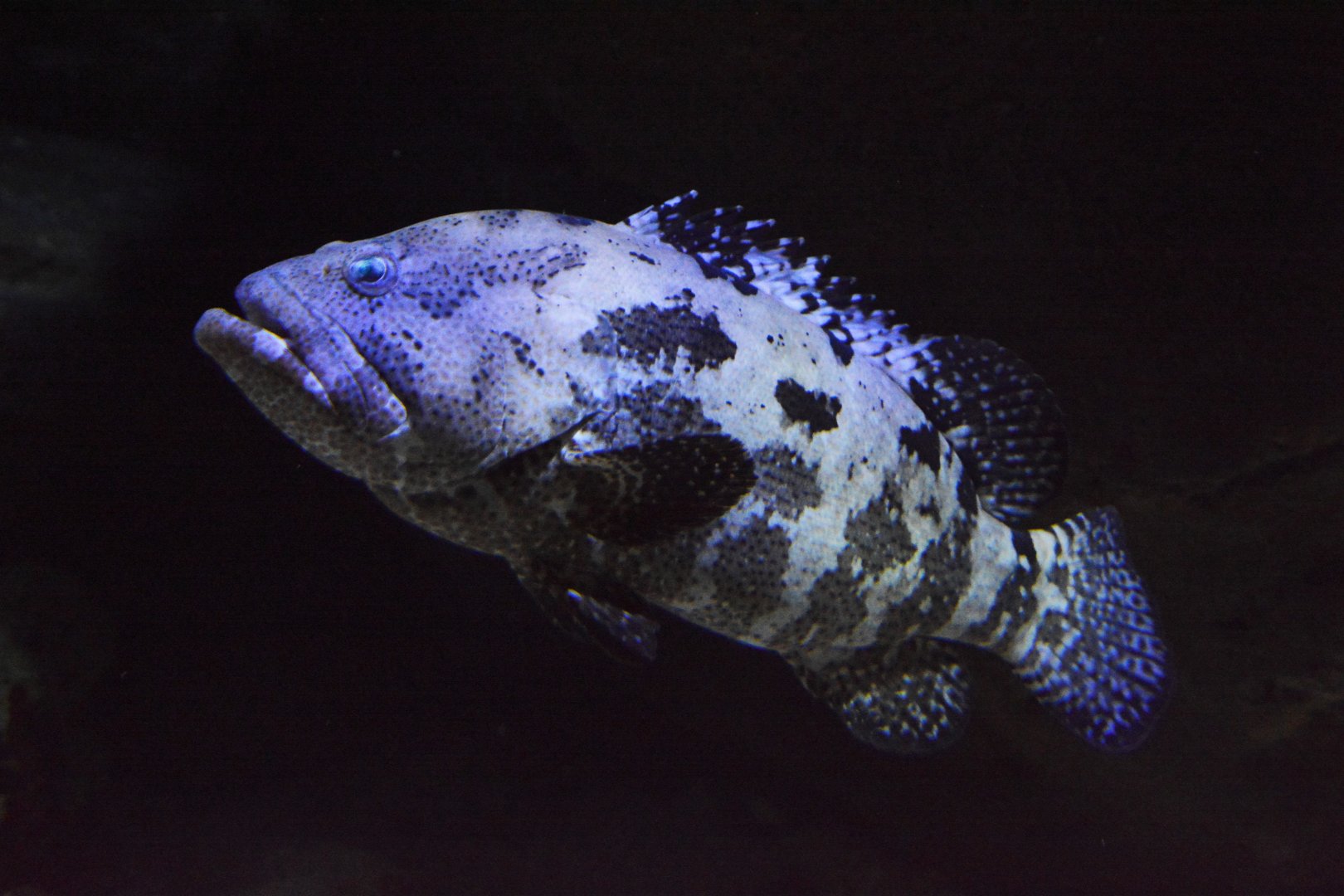 Brown-marbled grouper (Epinephelus fuscoguttatus)
