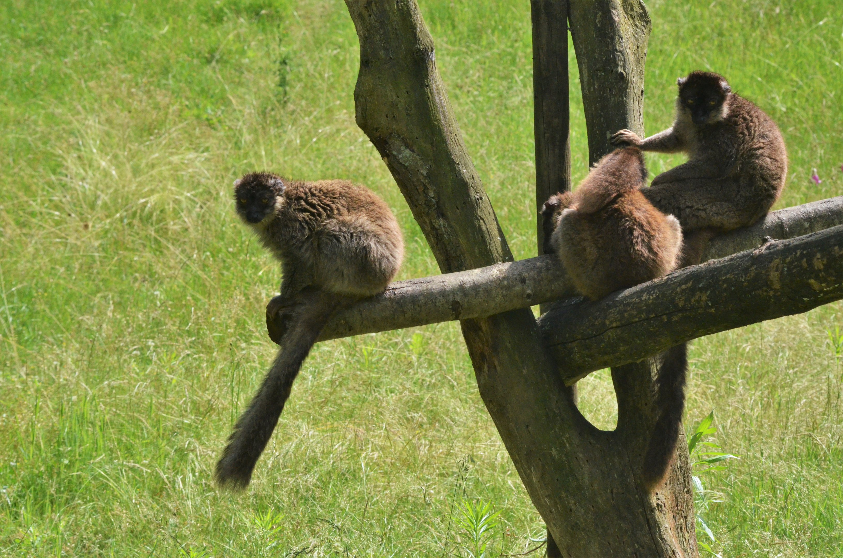 Brown ('Mayotte') Lemurs at Pescheray, 13/06/18