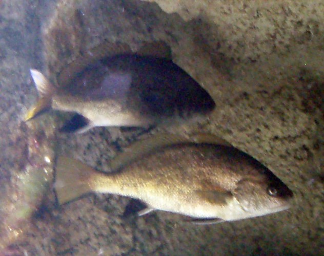 Brown Meagre (Sciaena umbra)