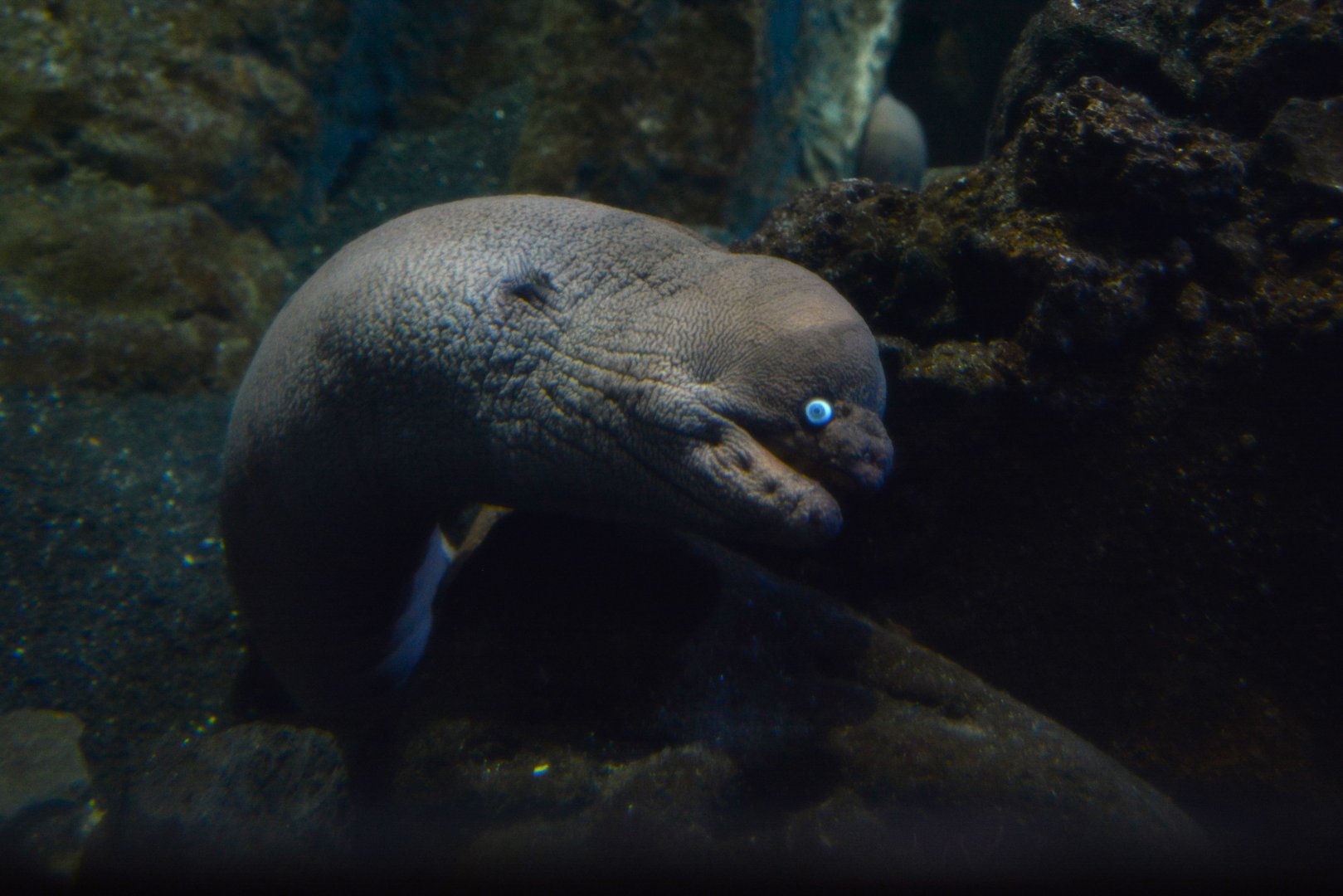 Brown moray (Gymnothorax unicolor)